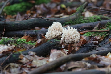 Waldpilz flatterige Koralle