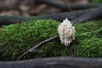 Waldpilz flatterige Koralle