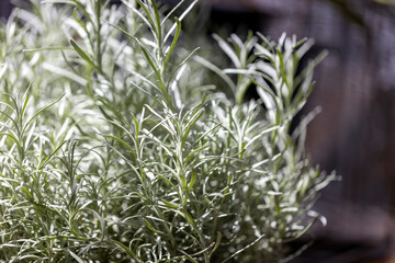 Fresh Rosemary Herb grow outdoor. Rosemary leaves Close-up.