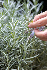Fresh Rosemary Herb grow outdoor. Rosemary leaves Close-up.