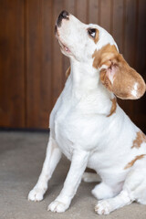 small cute beagle puppy dog looking up