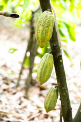 Cacao Tree (Theobroma cacao). Organic cocoa fruit pods in nature.
