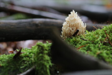 Waldpilz flatterige Koralle