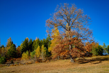 Autumn Guardian: Tree of Pašina Ravan