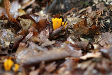 gelbe Wiesenkoralle Giftpilz, gelb
