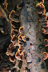 Baumpilze im Wald 