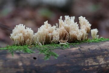 Waldpilz flatterige Koralle
