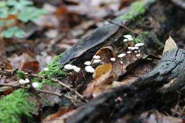 wilde Waldpilze in der Natur