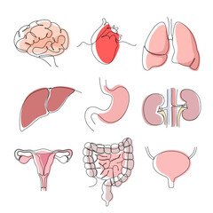 A set of human organs on a white background. Line art. Vector