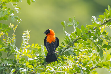 Tiny Red Bishop bird perched on a tree branch, found in Eastern Africa