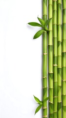 Fresh bamboo stalks against white background