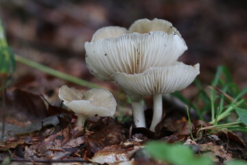 Waldpilz in der Natur giftig Seitling Engelsflügel