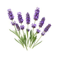 Naklejka premium Multiple fresh, vibrant purple lavender sprigs with delicate green leaves on a pristine, transparent background, shadowless, high-angle studio shot, hyper-detailed and razor-sharp, concept of