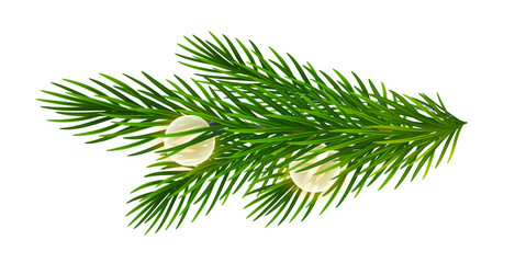 Realistic Christmas fir branch with string of warm toned lights. Spruce branch with garland round electric bulbs for holiday atmosphere, New Year and Christmas festive designs. Vector illustration