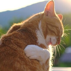 Ginger cat grooming itself (1)