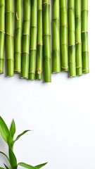Obraz premium Fresh bamboo stalks arranged on white background