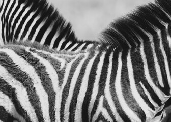 Close up view of two Zebra animals stripe background in monochrome.