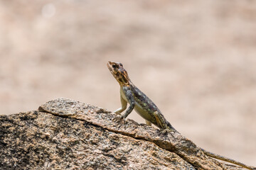 A male Red-headed Rock Agama a lizard in Lake Manyara National Park, Tanzania