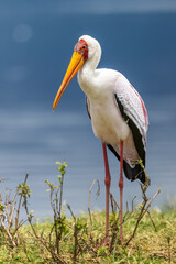 Portrait of a yellow-billed stork by the lake (Mycteria ibis), in Ngorongoro crater, Tanzania.