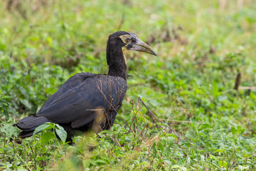 Juvenile Southern Ground Hornbill bird in Lake Manyara National park, Tanzania