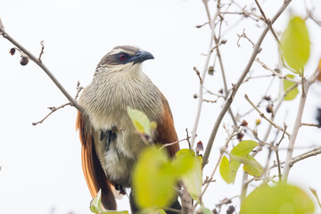The white-browed coucal is found in sub-Saharan Africa is a species of cuckoo on the tree branch.