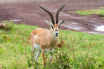 Grant's gazelle close up view is a relatively large species of gazelle antelope also known as Nanger granti found in Eastern Africa.