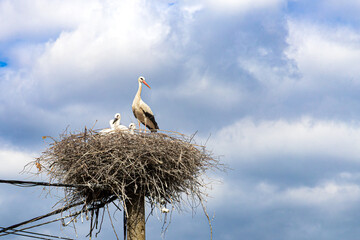 Fototapeta premium Family Nest: Storks Under the Sky