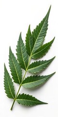Close-up Of A Compound Green Leaf With Serrated Edges And Visible Veins