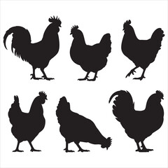 vector set of chicken