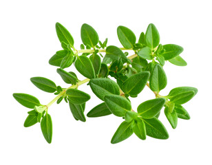 Fototapeta premium bunch of fresh green thyme leaves isolated on transparent png