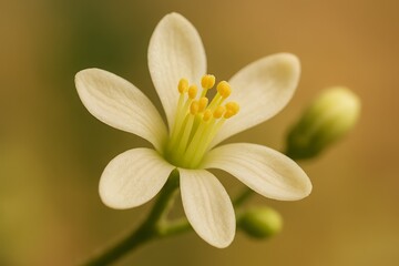 Obraz premium Delicate White Blossom with Yellow Center and Buds on Soft Brown Background