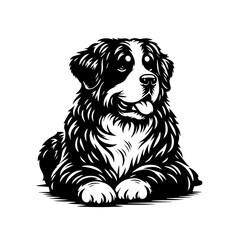 Bernese Mountain Dog Portrait Black and White 2.