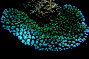 Night diving with UV blacklight on coral in Fiji