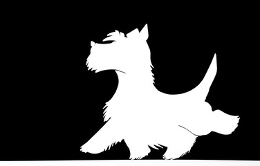 Miniature Schnauzer white silhouette of one alone walking small dog. art illustration Isolated on black background.
