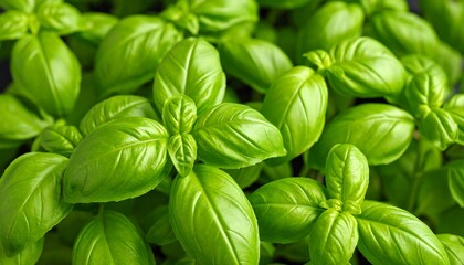Fresh basil leaves close-up