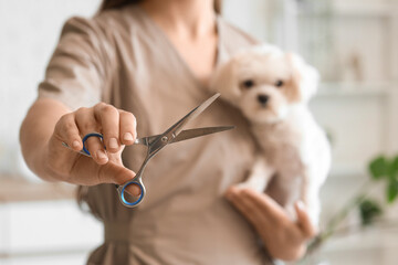 Naklejka na ściany i meble Female groomer with scissors holding cute Maltese dog in salon