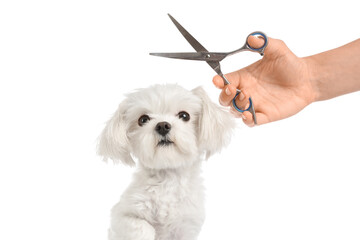 Female groomer with scissors taking care of cute Maltese dog on white background