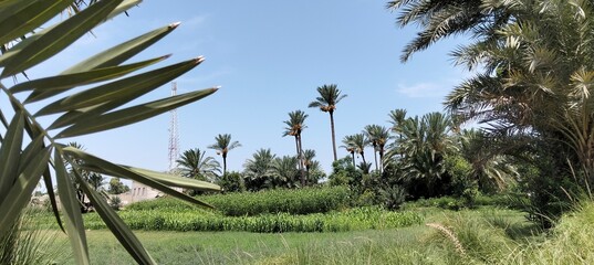 palm trees on a beach