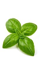 Fresh basil leaves on white background