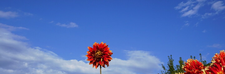 Vivid Dahlia Flower Blooming Under a Dreamy Blue Sky with Fluffy White Clouds.