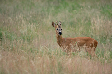 Young roe deer buck chewing grass in a quiet summer meadow. Captured in soft light with gentle colors and a calm, natural setting.