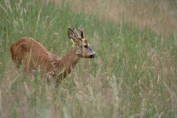 Roe deer buck walking through a tall grassy field in summer. Wildlife captured in motion in a natural, rural environment.