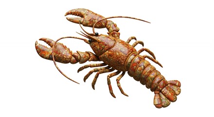 Lobster studio shot