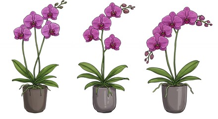 Orchid plants in pots watercolor style illustration