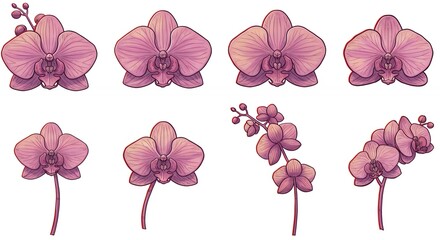 Set of orchid illustrations in pink and purple