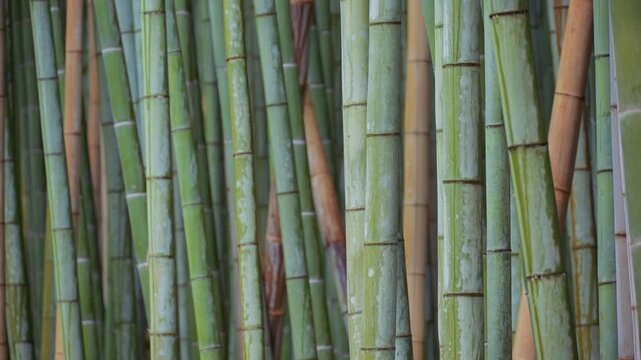 Close up of multiple green bamboo trees at the Arashiyama Bamboo Forest in Kyoto, Japan