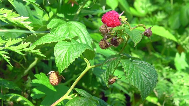 Raspberry bruit