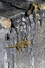 Mauergecko // Common wall gecko (Tarentola mauritanica) - Peloponnes, Griechenland