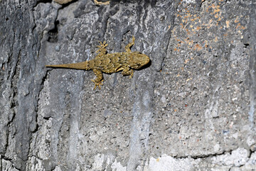 Mauergecko // Common wall gecko (Tarentola mauritanica) - Peloponnes, Griechenland