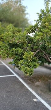 A sapodilla tree branch bearing several oval, light brown fruits amidst lush green foliage. The tropical fruit is still growing on the tree.